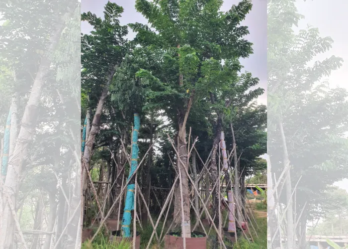 Giá Cây Giáng Hương Công Trình Hiện Nay Tại Thủ Đức, TP.HCM