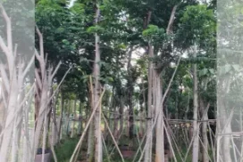 Giá Cây Giáng Hương Công Trình Hiện Nay Tại Thủ Đức, TP.HCM