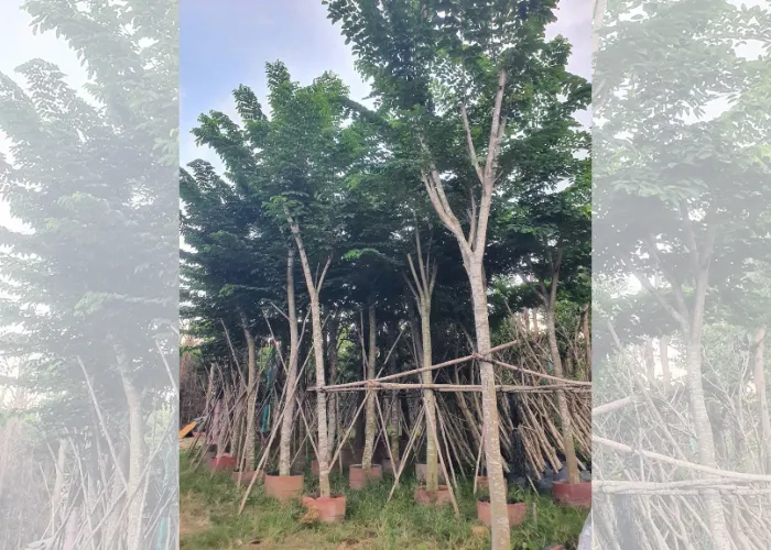 Giá Cây Giáng Hương Công Trình Hiện Nay Tại Thủ Đức, TP.HCM
