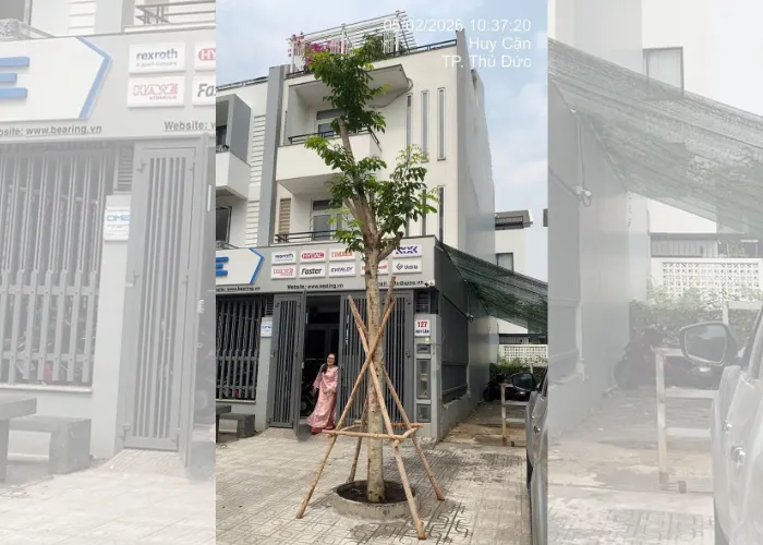 Giá Cây Giáng Hương Công Trình Hiện Nay Tại Thủ Đức, TP.HCM