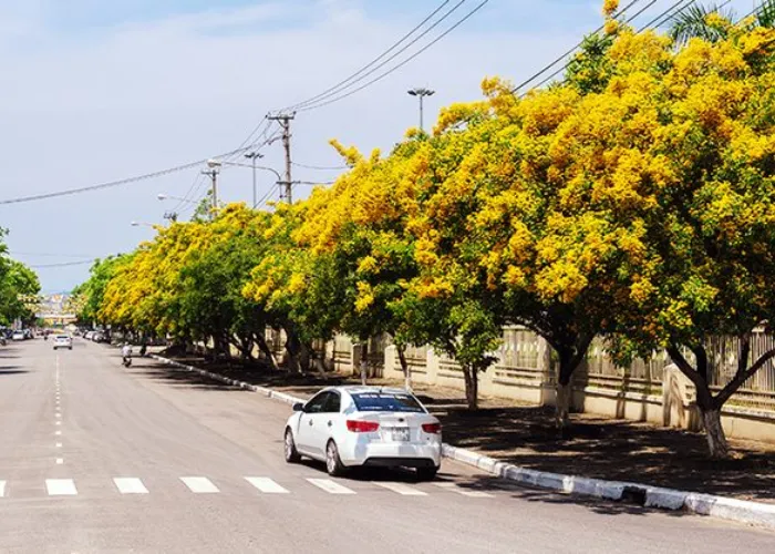Giá Cây Giáng Hương Công Trình Hiện Nay Tại Thủ Đức, TP.HCM