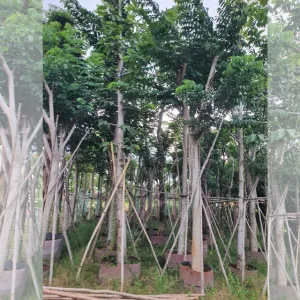 Giá Cây Giáng Hương Công Trình Hiện Nay Tại Thủ Đức, TP.HCM