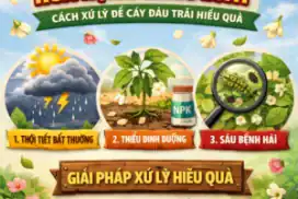 3 lý do khiến hoa rụng hàng loạt – Cách xử lý để cây đậu trái hiệu quả