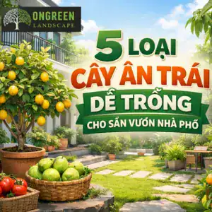 5 Loại Cây Ăn Trái Dễ Trồng Cho Sân Vườn Nhà Phố