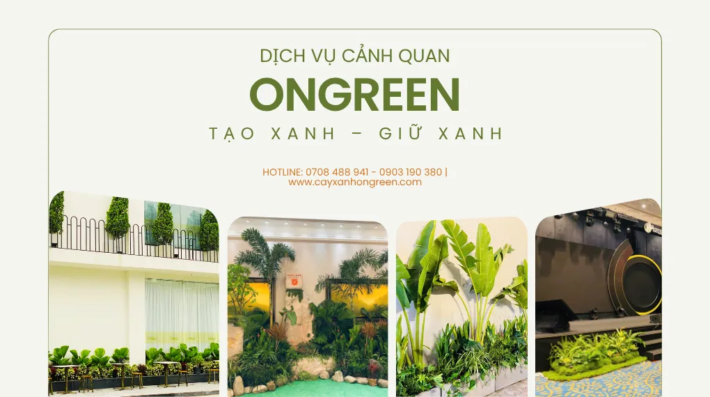 anh dau trang ongreen 01