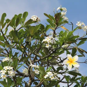 5 Bí Mật Giúp Hoa Sứ Ra Hoa Đều Và Đẹp