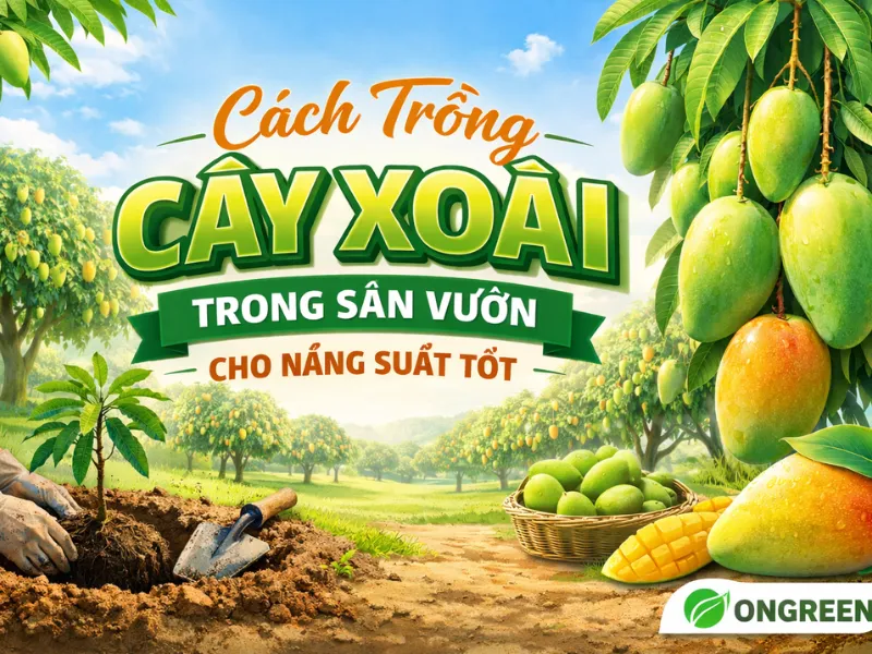Cách Trồng Cây Xoài Trong Sân Vườn Cho Năng Suất Tốt