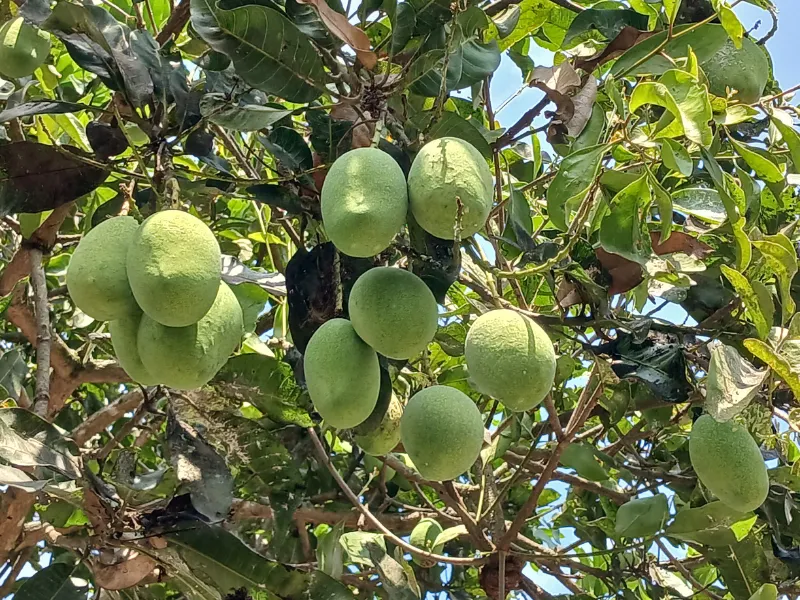 Cách Trồng Cây Xoài Trong Sân Vườn Cho Năng Suất Tốt