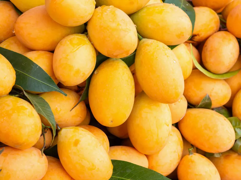 Cách Trồng Cây Xoài Trong Sân Vườn Cho Năng Suất Tốt