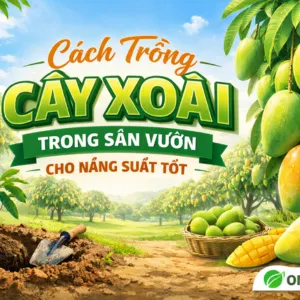 Cách Trồng Cây Xoài Trong Sân Vườn Cho Năng Suất Tốt