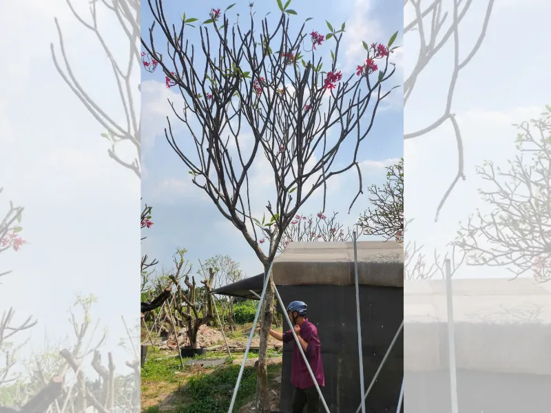 Cây Hoa Sứ Có Dễ Trồng Không? Hướng Dẫn Chi Tiết Từ A–Z 5 Cây Hoa Sứ Có Dễ Trồng Không? Hướng Dẫn Chi Tiết Từ A–Z