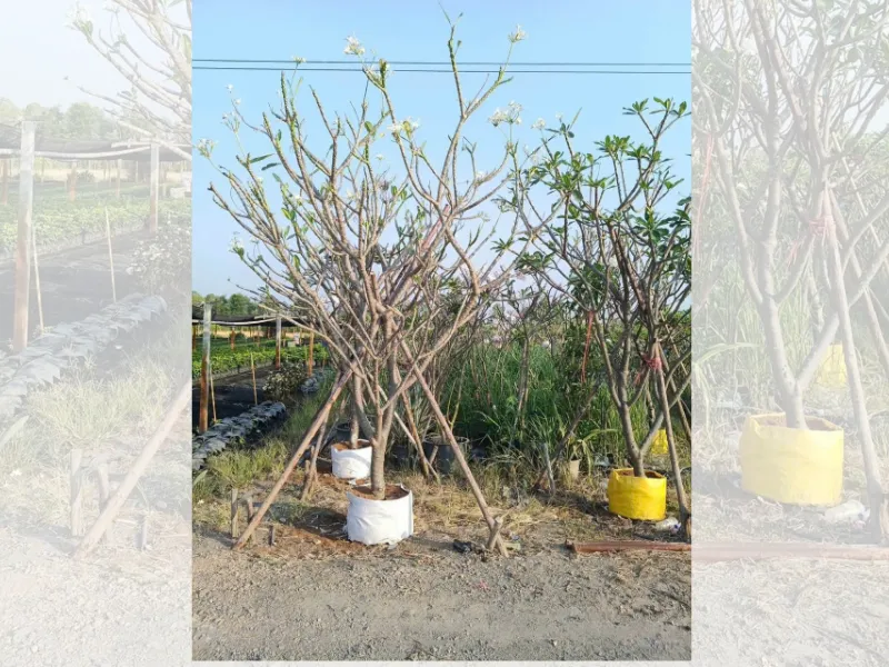 Cây Hoa Sứ Có Dễ Trồng Không? Hướng Dẫn Chi Tiết Từ A–Z 2 Cây Hoa Sứ Có Dễ Trồng Không? Hướng Dẫn Chi Tiết Từ A–Z