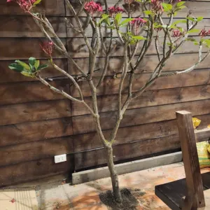 Cây Hoa Sứ Có Dễ Trồng Không? Hướng Dẫn Chi Tiết Từ A–Z