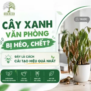 Cây Xanh Văn Phòng Bị Héo, Chết? Đây Là Cách Cải Tạo Hiệu Quả Nhất