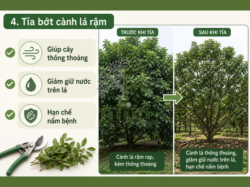 10 Cách Bảo Vệ Cây Xanh Khi Mưa Nhiều – Tránh Úng Rễ, Thối Cây