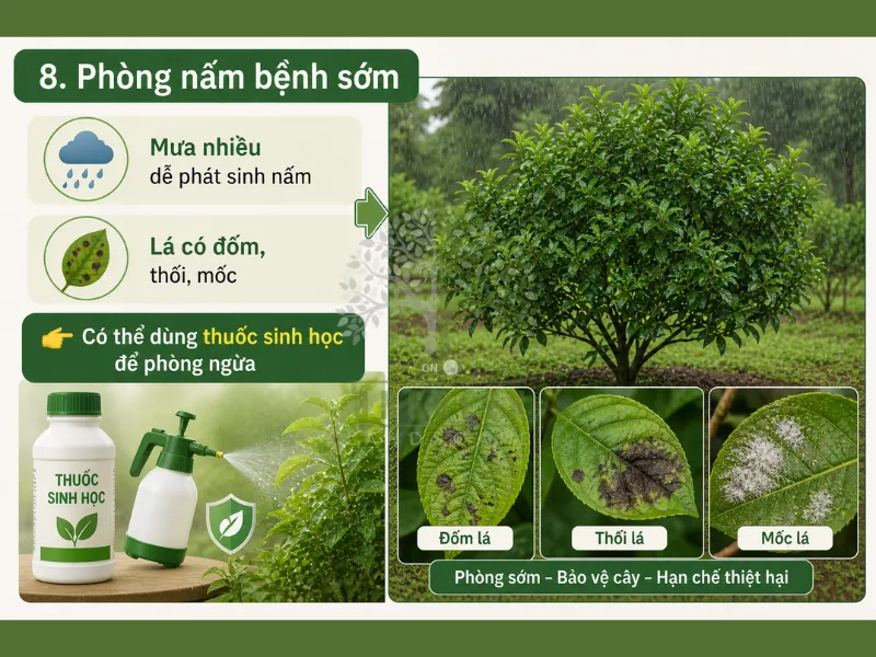 10 Cách Bảo Vệ Cây Xanh Khi Mưa Nhiều – Tránh Úng Rễ, Thối Cây