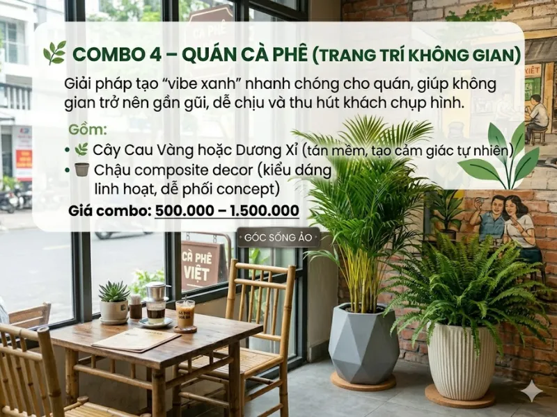 4 Combo Cây + Chậu Composite Giá Tốt Cho Văn Phòng, Bảng Giá 2026