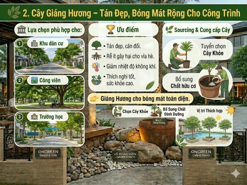 5 Loại Cây Bóng Mát Nhanh Lớn Được Ưa Chuộng