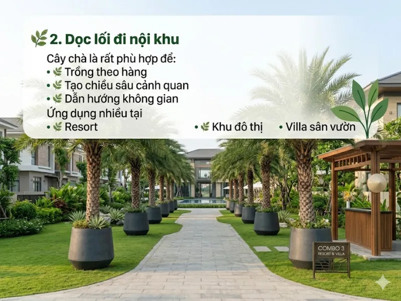 7 Vị Trí Đẹp Để Trồng Cây Chà Là 2 7 Vị Trí Đẹp Để Trồng Cây Chà Là