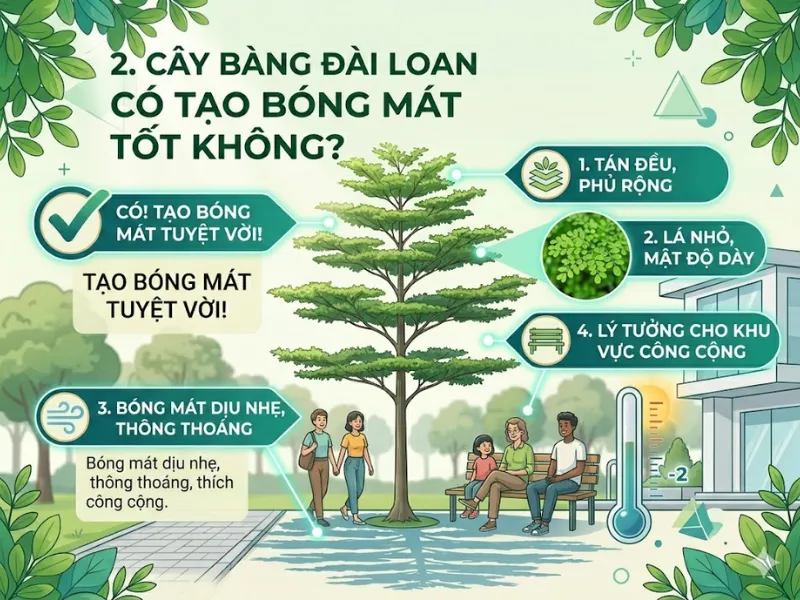 Cây Bàng Đài Loan Có Phải Là Cây Bóng Mát Tốt 2026?