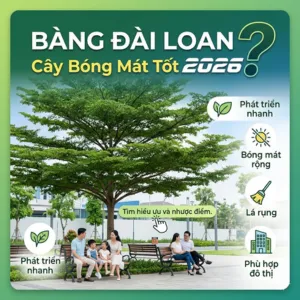 Cây Bàng Đài Loan Có Phải Là Cây Bóng Mát Tốt 2026?