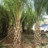 Cây Cọ Dầu – Đặc Điểm, Ứng Dụng Và Cách Chăm Sóc