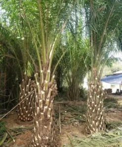 Cây Cọ Dầu – Đặc Điểm, Ứng Dụng Và Cách Chăm Sóc