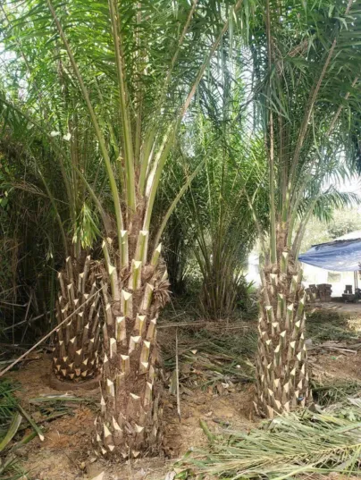 Cây Cọ Dầu – Đặc Điểm, Ứng Dụng Và Cách Chăm Sóc