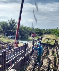 Cung Cấp Cây Cọ Dầu Công Trình Tại TP.HCM Và Thủ Đức