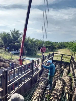 Cung Cấp Cây Cọ Dầu Công Trình Tại TP.HCM Và Thủ Đức