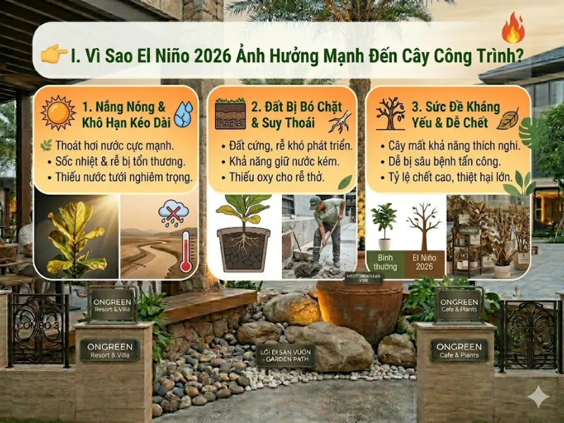 Cây Xanh Công Trình Dễ Bị Ảnh Hưởng Bởi El Niño Cực Đoan Trong Năm 2026