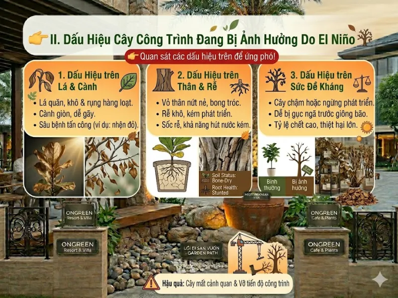 Cây Xanh Công Trình Dễ Bị Ảnh Hưởng Bởi El Niño Cực Đoan Trong Năm 2026