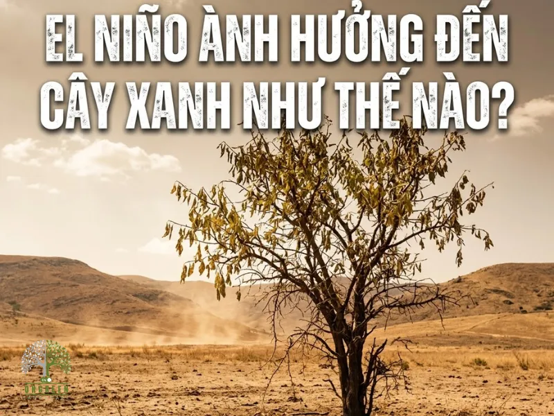 El Niño Ảnh Hưởng Đến Cây Xanh Như Thế Nào?