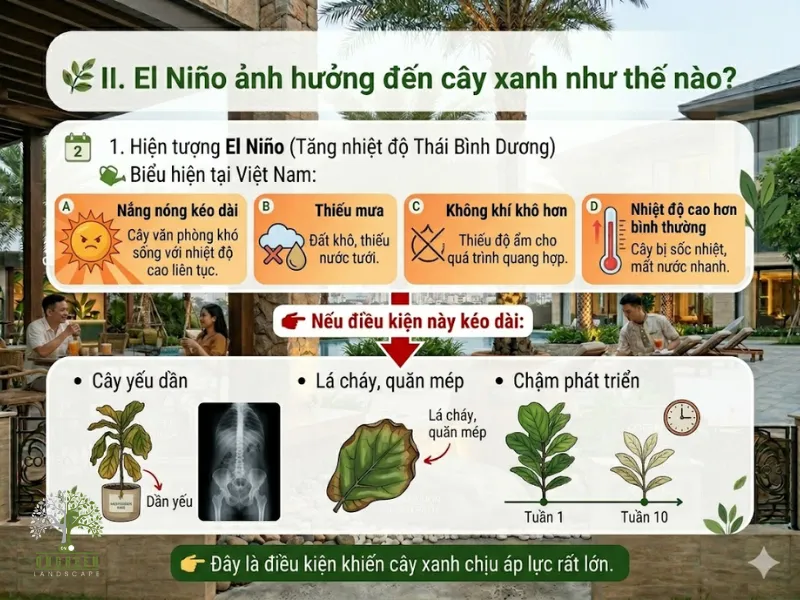 El Niño Ảnh Hưởng Đến Cây Xanh Như Thế Nào?
