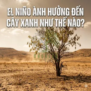 El Niño Ảnh Hưởng Đến Cây Xanh Như Thế Nào?