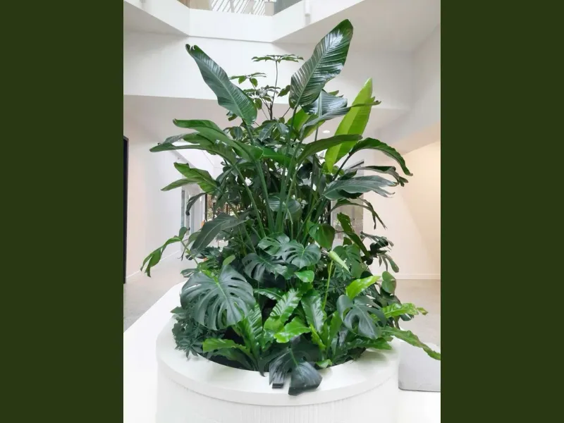 Setup Tiểu Cảnh Tropical Cho Quán Café