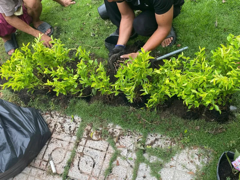 Thi Công Chuỗi Ngọc Làm Viền Cùng ONGREEN 3 Thi Công Chuỗi Ngọc Làm Viền Cùng ONGREEN