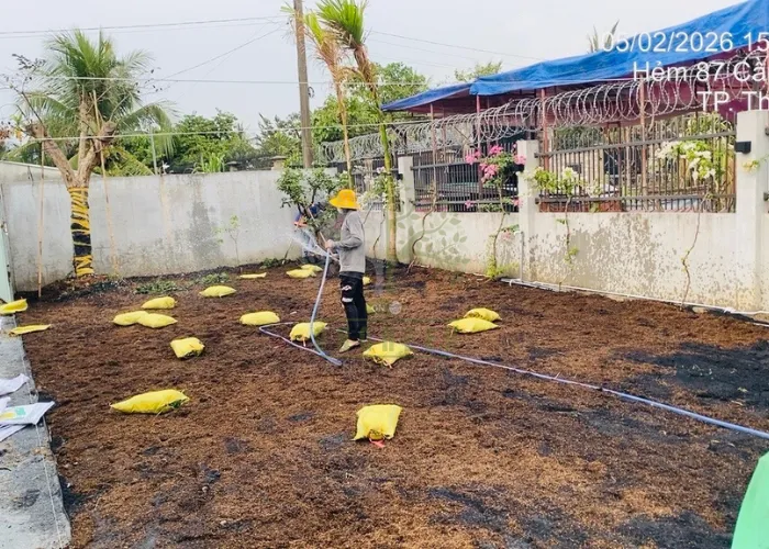3 buoc cai tao san vuon voi co la gung thai2