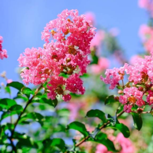 Vì Sao Hoa Tường Vi Không Ra Hoa?
