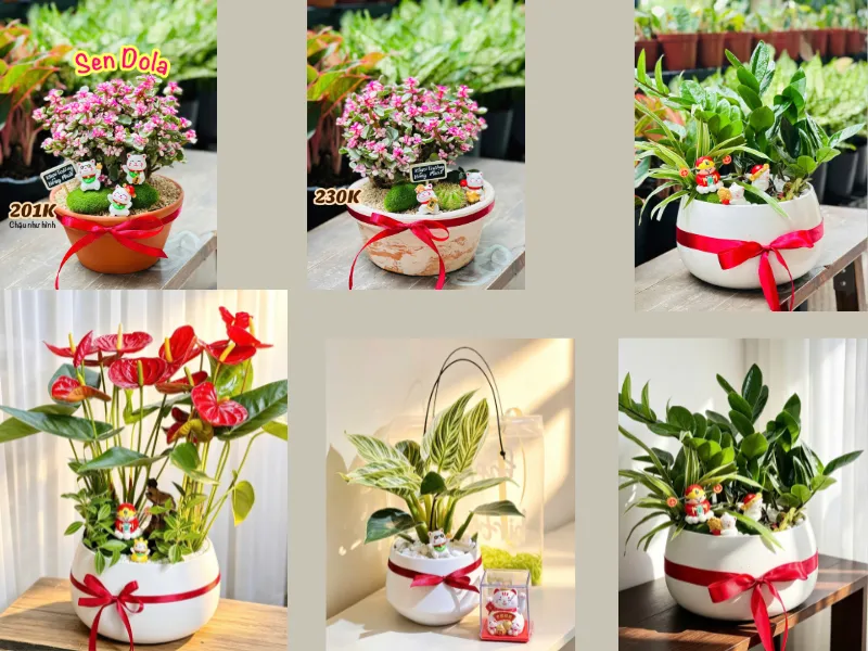 Những Mẫu Chậu Cây Để Bàn Làm Quà Tặng