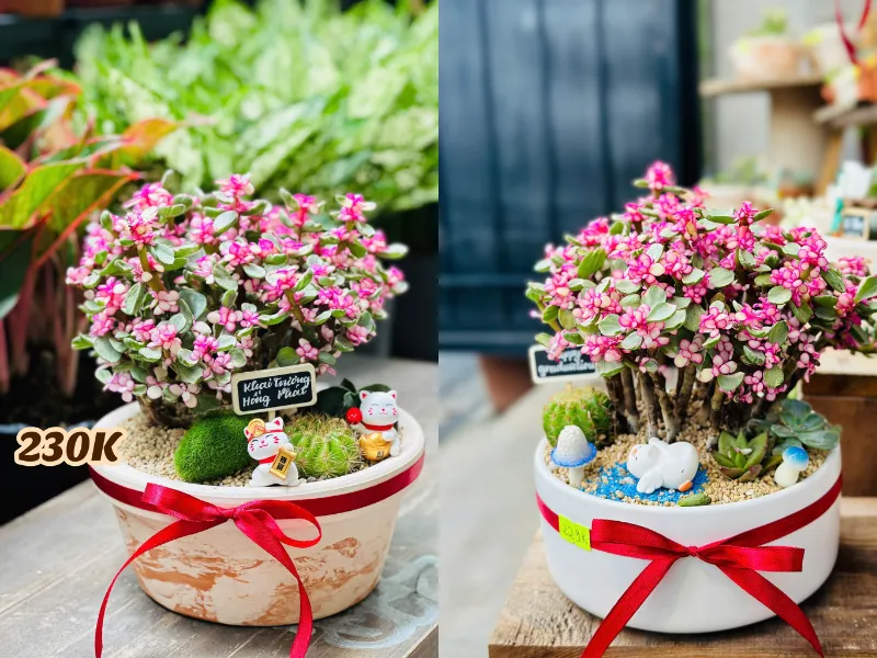 Những Mẫu Chậu Cây Để Bàn Làm Quà Tặng