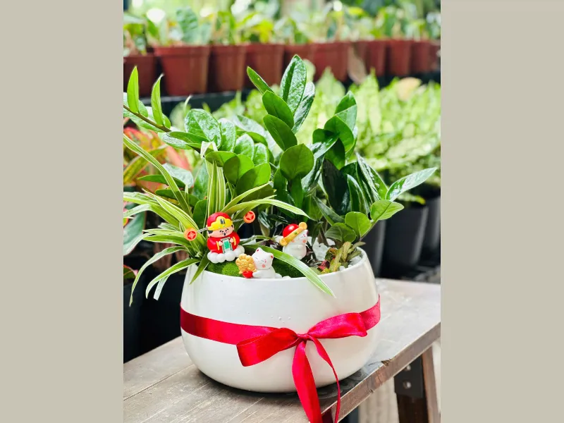 Những Mẫu Chậu Cây Để Bàn Làm Quà Tặng