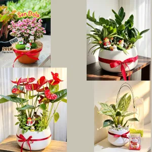 Những Mẫu Chậu Cây Để Bàn Làm Quà Tặng