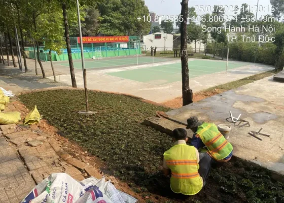 Báo Giá Thi Công Cỏ Lá Gừng Thái Trọn Gói Mới Nhất 2026