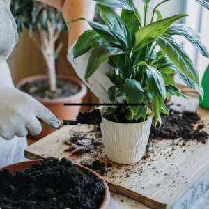 Vấn Đề Thường Gặp Khi Chăm Sóc Cây Cảnh Trong Phòng