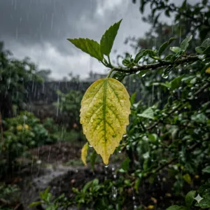 Vì Sao Cây Bị Vàng Lá Khi Trời Mưa Liên Tục?