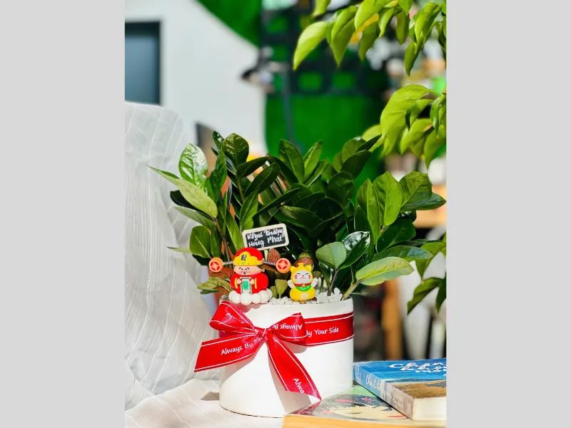 Cây Cảnh Làm Quà Tặng Khai Trương Dưới 200.000 Đồng