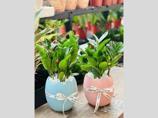 10 Cây Cảnh Đẹp Ai Cũng Muốn Sở Hữu