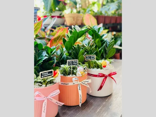 Chậu Cây Kim Tiền để bàn cho văn phòng