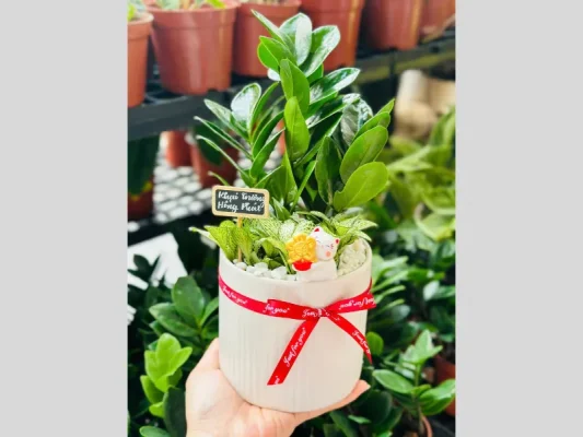 Chậu Cây Kim Tiền Để Bàn – Quà Tặng Khai Trương Mang Tài Lộc, May Mắn